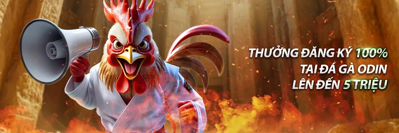 Hình ảnh gà đá Thomo C3 ngày 8 tháng 7